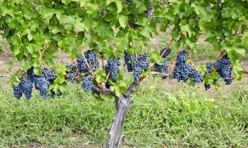 Vse o nasadih vinogradov Cabernet Sauvignon po svetu